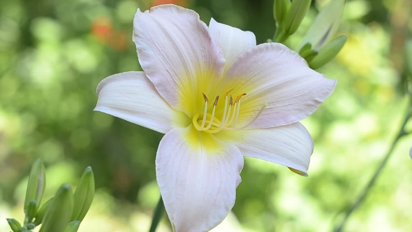 Blooming Pink Daylily
