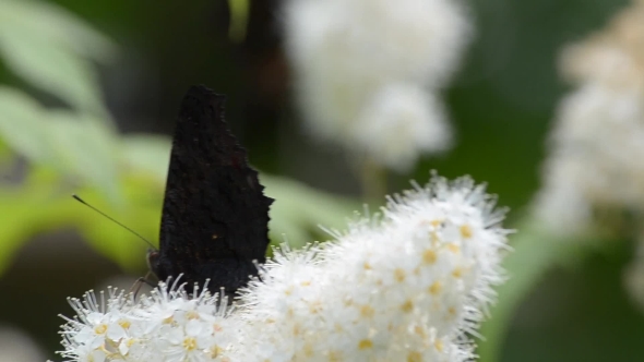 Butterfly on a Flowered Bush alt