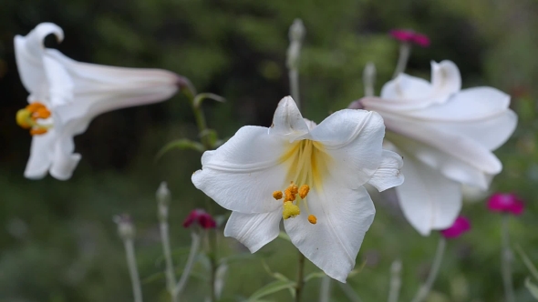 Blooming White Lilies