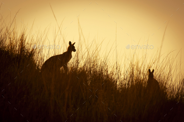 Kangaroo Silhouettes - Stock Photo - Images