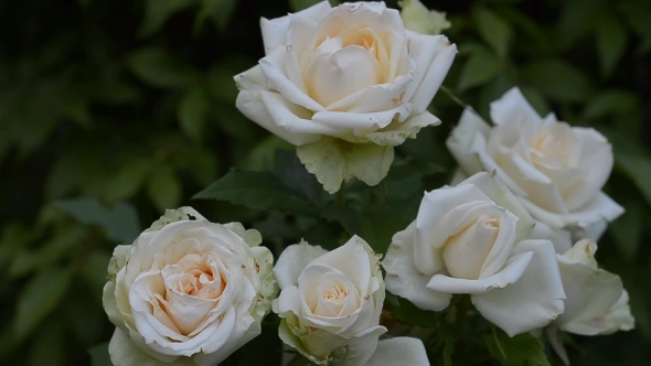 Blooming Bush of White Roses