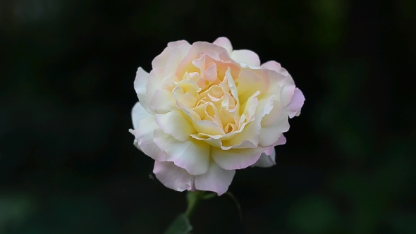 Bright Rose on a Dark Background