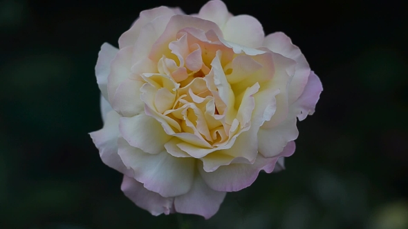 Bright Rose on a Dark Background