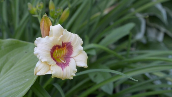 Two-tone Blooming Daylilies