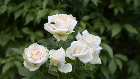 Blooming Bush of White Roses