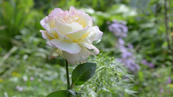 Delicate Rose in the Garden