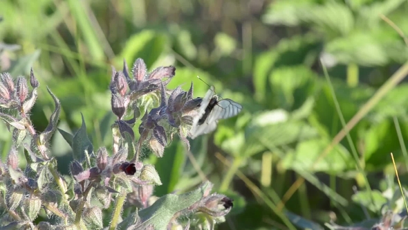 Butterfly Flies Over Meadow