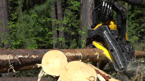 Mechanical Arm Cuts a Freshly Chopped Tree Trunk in a Forest