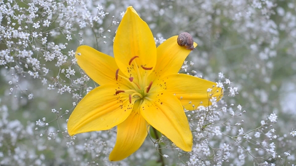 Snail Crawling on a Blossoming Yellow Lilies