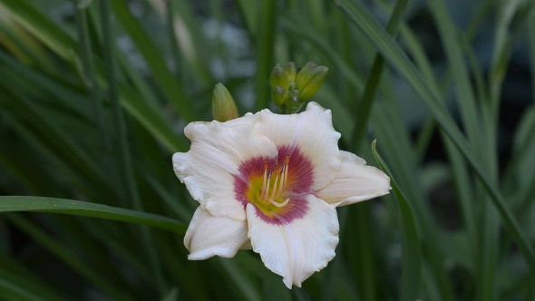 Two-tone Blooming Daylilies