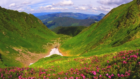 Pink Rhododendron Flowers on Summer Mountain. Carpathian, Ukraine.  Video