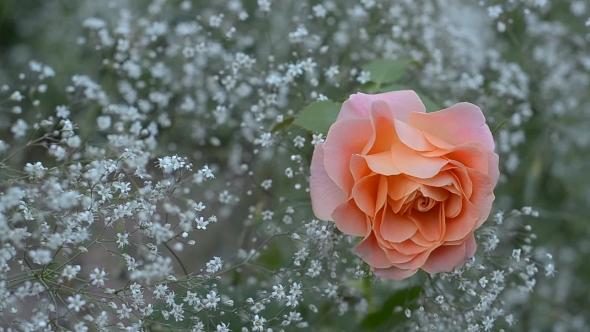 Rose Blossoms on a Background of Baby's Breath