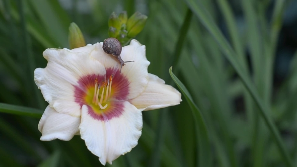Snail Crawling on Daylilies alt