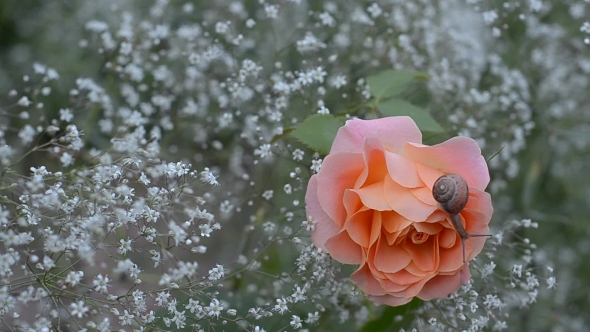 Snail Crawling on a Blooming Rose