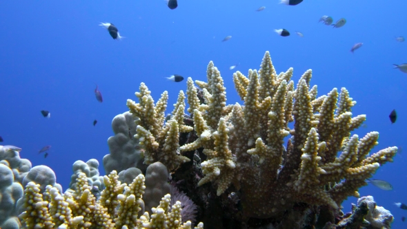 Staghorn Coral, Acropora Pulchra, with Tropical Fish Underwater in the Red Sea alt