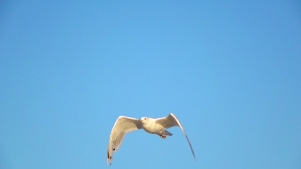 Kids Use Of Technology Soars >> Gull Soars Into the Blue Sky and Hovers in the Open Space. by KinoMaster Kids Use Of Technology Soars >> Gull Soars Into the Blue Sky and Hovers in the Open Space. by KinoMaster