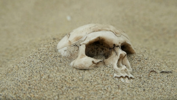 Human Skull Partially Covered with Sand alt