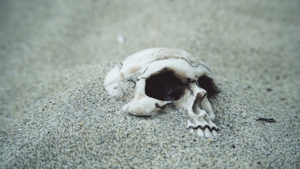 Human Skull Partially Covered with Sand alt
