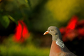 Portrait of Wood pigeon (Columba palumbus) in summer - PhotoDune Item for Sale
