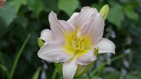 Beautiful Daylilies in Drops of Rain. alt