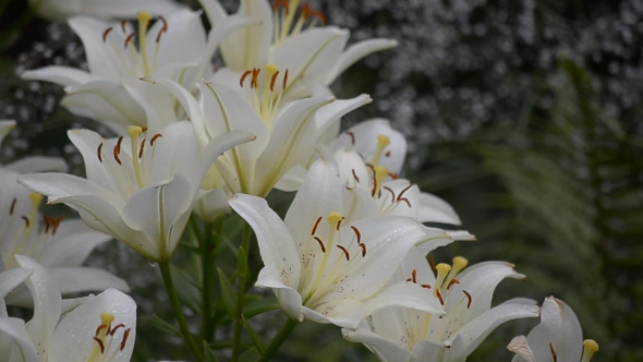 Blooming White Lilies