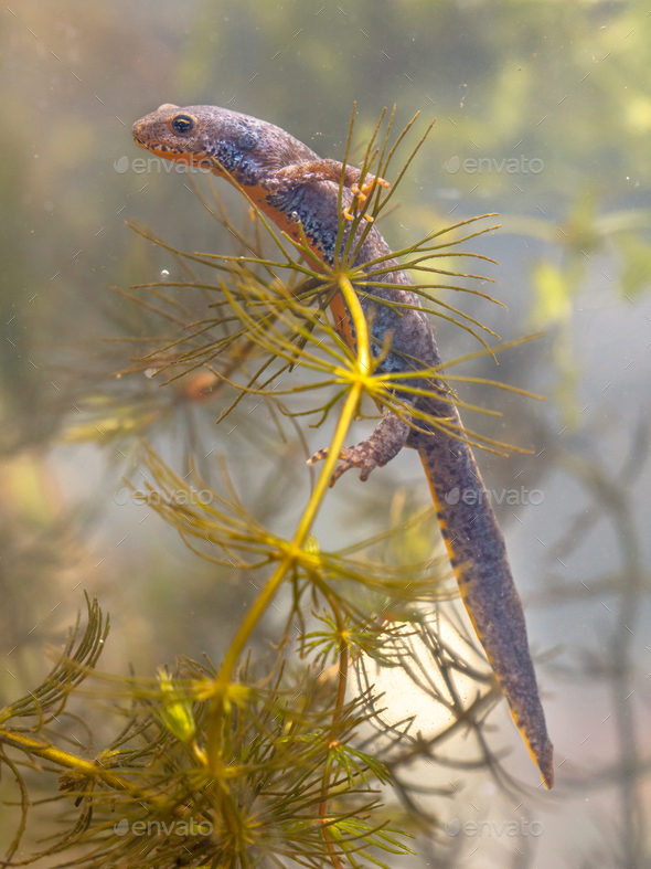Submersed Male Alpine Newt Resting in Plants