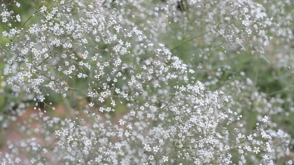 Background From Blooming Baby's Breath