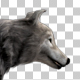 Realistic 3D Wolf Walk Animation - 2 - VideoHive Item for Sale