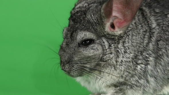 of Muzzle of Gray Chinchilla on Green Screen Background alt