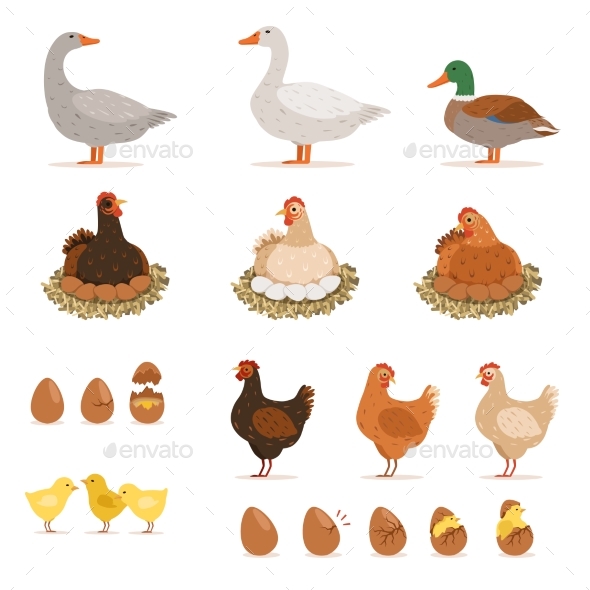 Chickens, Ducks and Other Farm Birds - Animals Characters