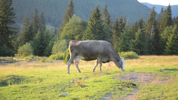 Cow on a Pasture Near a Wooden Fence in Mountains