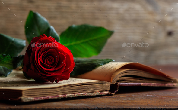 Red Rose On A Vintage Book On Dark Background Stock Photo By Rawf8