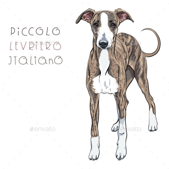 GraphicRiver Vector Italian Greyhound Dog Breed 20396387 GraphicRiver Vector Italian Greyhound Dog Breed 20396387
