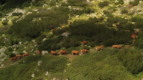 A Herd Of Cows Climb The Mountain  alt