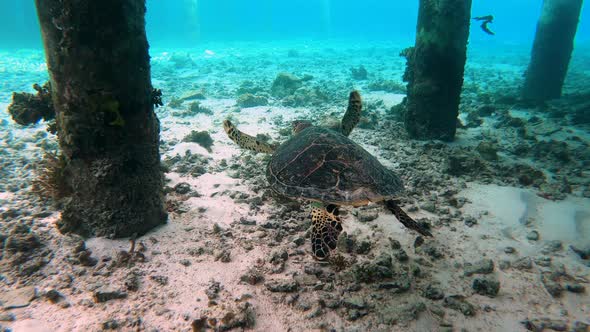 Following a Huge Turtle Underwater in Maldives alt
