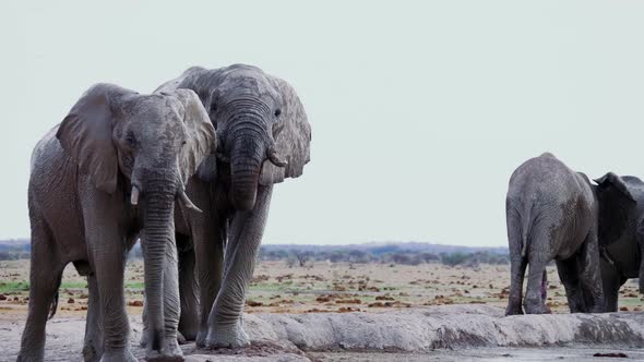 Bachelor Herd Of Elephants Drinking By The Mudhole In Nxai Pan National Park, Botswana - Medium Shot alt