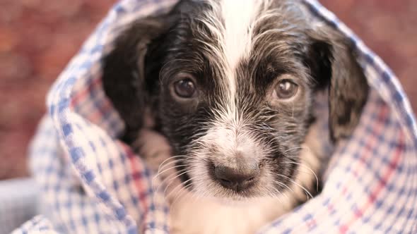 Little Dog After Taking a Bath She Looks Into the Camera and Shakes Her Head alt