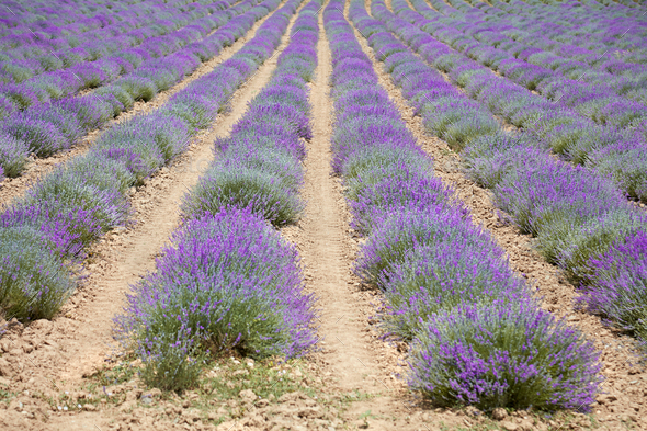 Lavender field in Piedmont, Italy