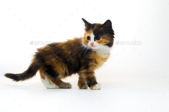 Furry kitten on white background isolated - Stock Photo - Images