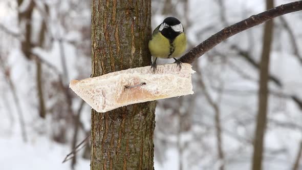 Great tit bird