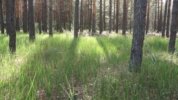 Trunks of Pines, Forest on a Summer Day