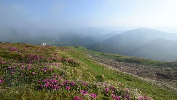 Magic Pink Rhododendron Flowers on Summer Mountain. Carpathian, Ukraine. alt