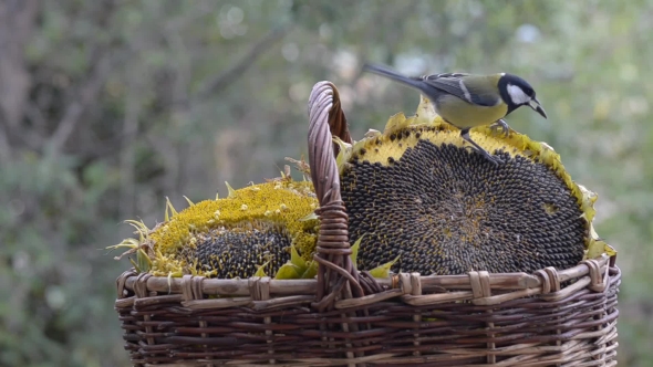Lots of Little Birds Pecking Seeds