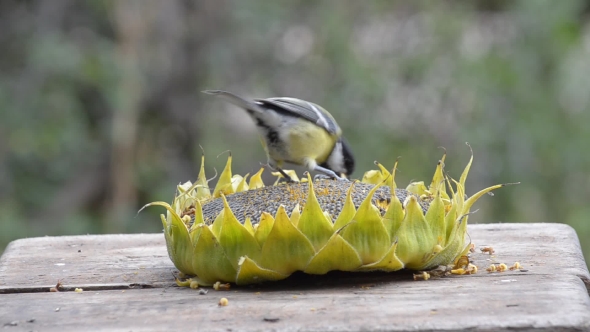 Birds Pecking Sunflower Seeds From a Sunflower Lying in a Manger.