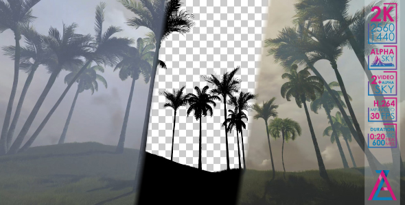 Palm Trees in The Morning And in The Afternoon alt