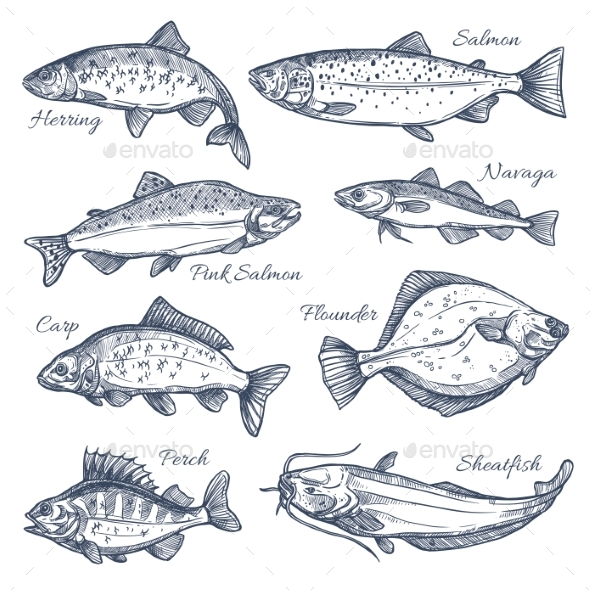Sea Fish Sketch Vector Isolated Icons - Animals Characters