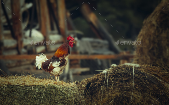 Side view of a black rooster on hay against sky background - Stock Photo - Images