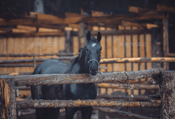 Black horses stay on farm in the pen
