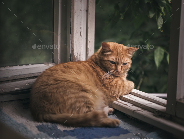 Ginger cat relaxing on a balcony - Stock Photo - Images