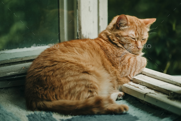 Ginger cat relaxing on a balcony - Stock Photo - Images